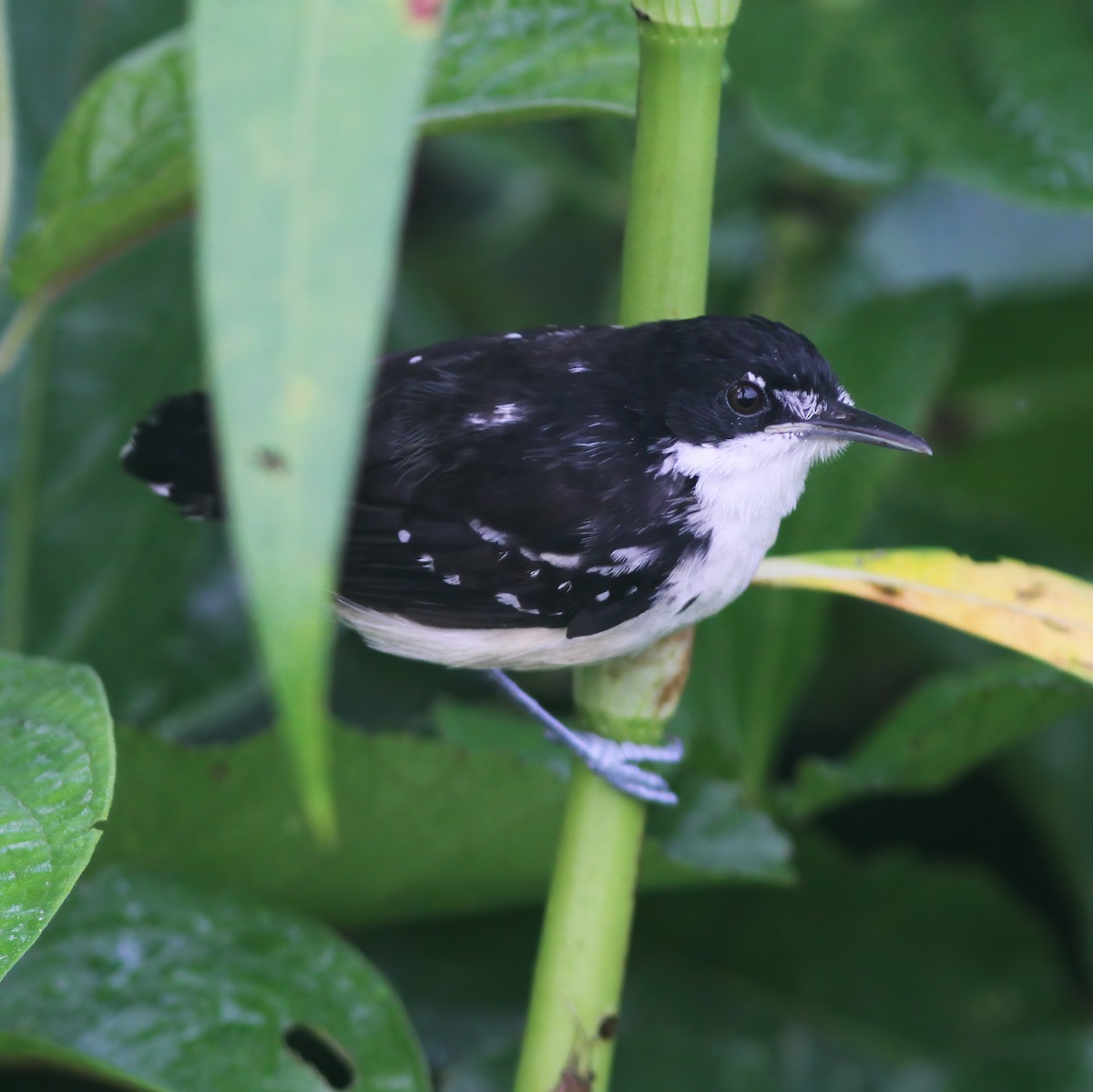 Black-and-white Antbird - ML610648584