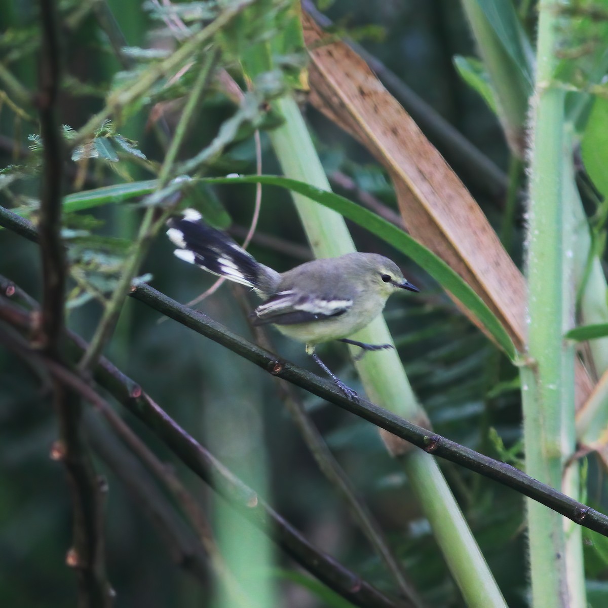 Lesser Wagtail-Tyrant - ML610648619