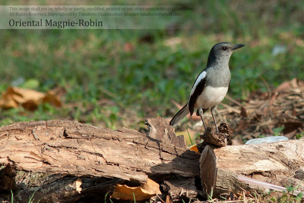 Oriental Magpie-Robin (Oriental) - ML610648622