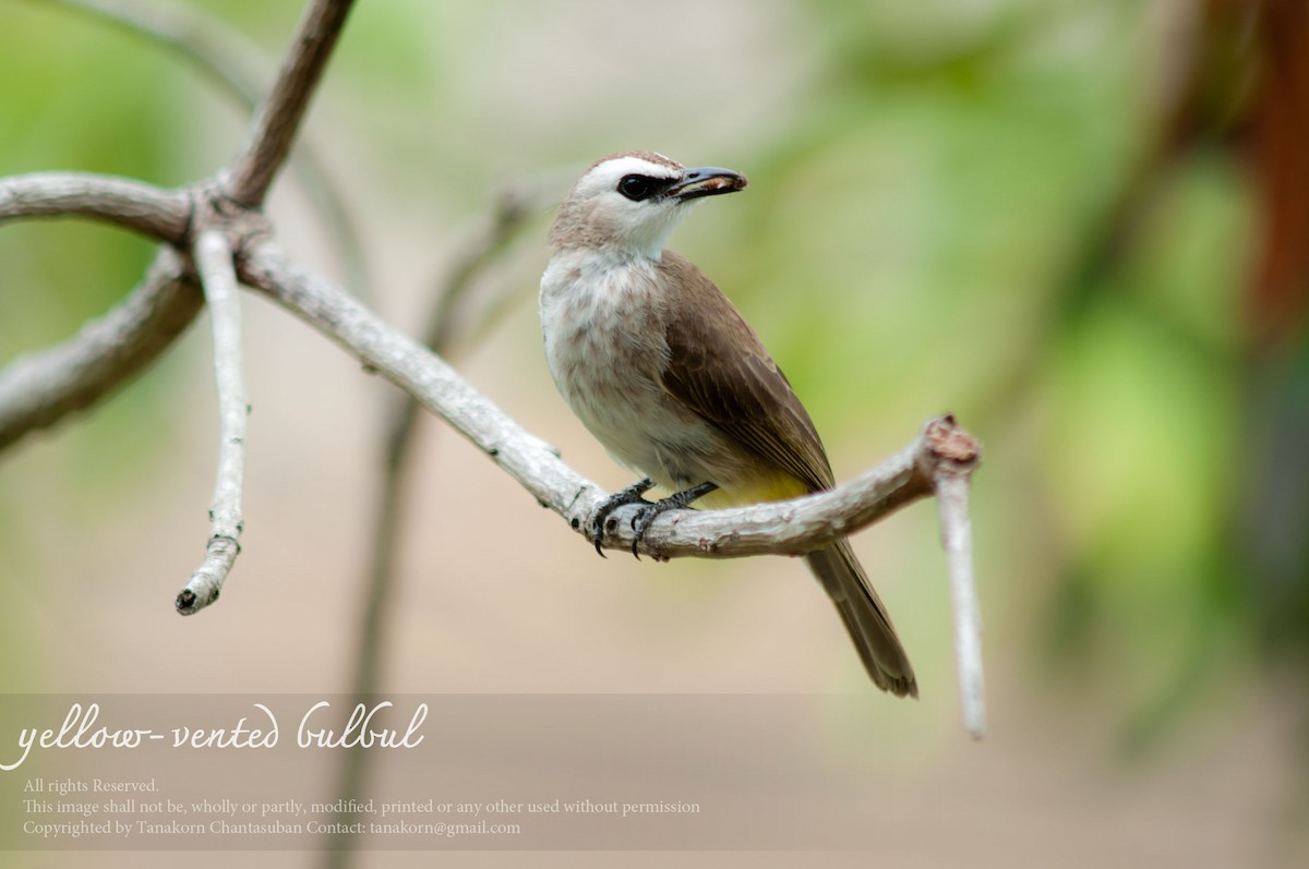 Yellow-vented Bulbul (Sunda) - ML610648624