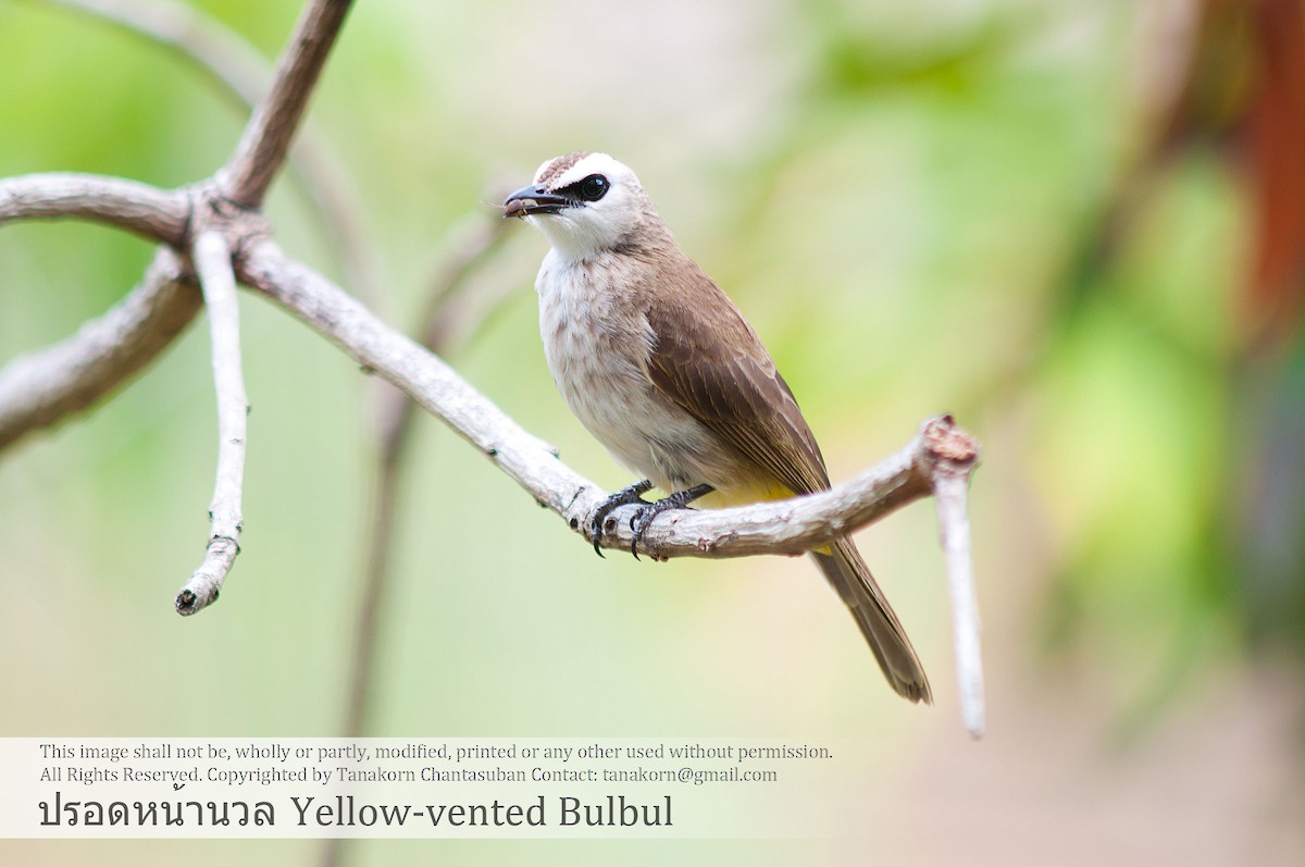 Yellow-vented Bulbul (Sunda) - ML610648625