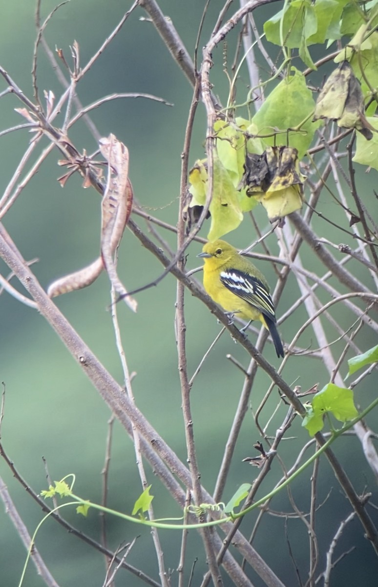 Common Iora - ML610648641