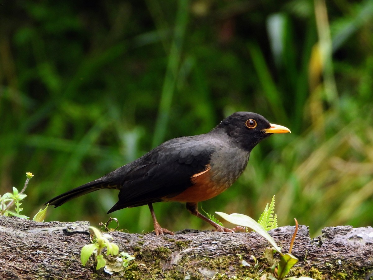 Chestnut-bellied Thrush - ML610648685