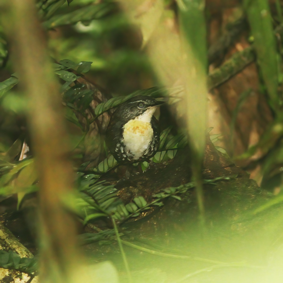 Brustflecktapaculo - ML610648692