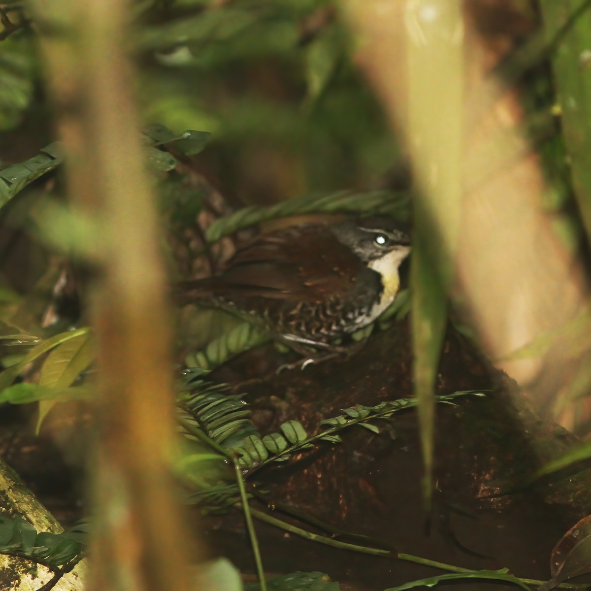 Rusty-belted Tapaculo - ML610648693