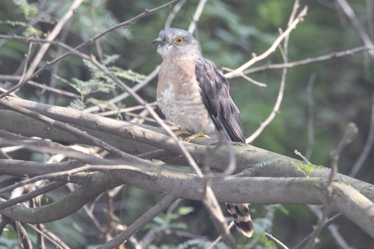 Common Hawk-Cuckoo - Nazes Afroz