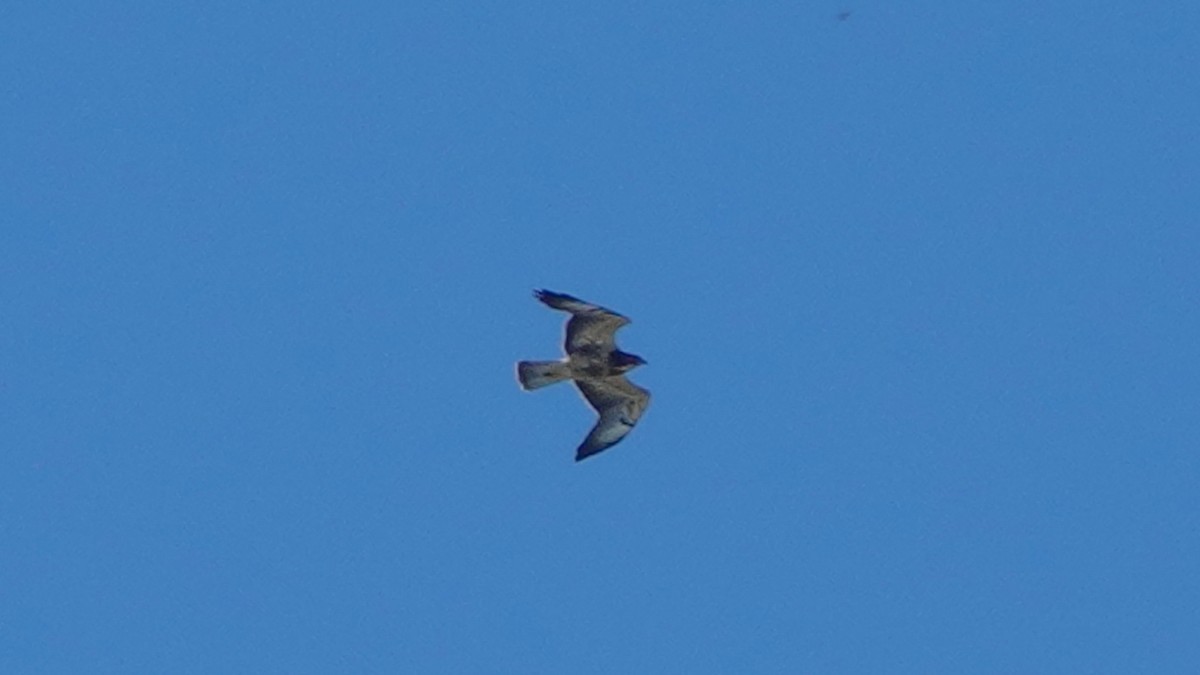 Swainson's Hawk - ML610648823