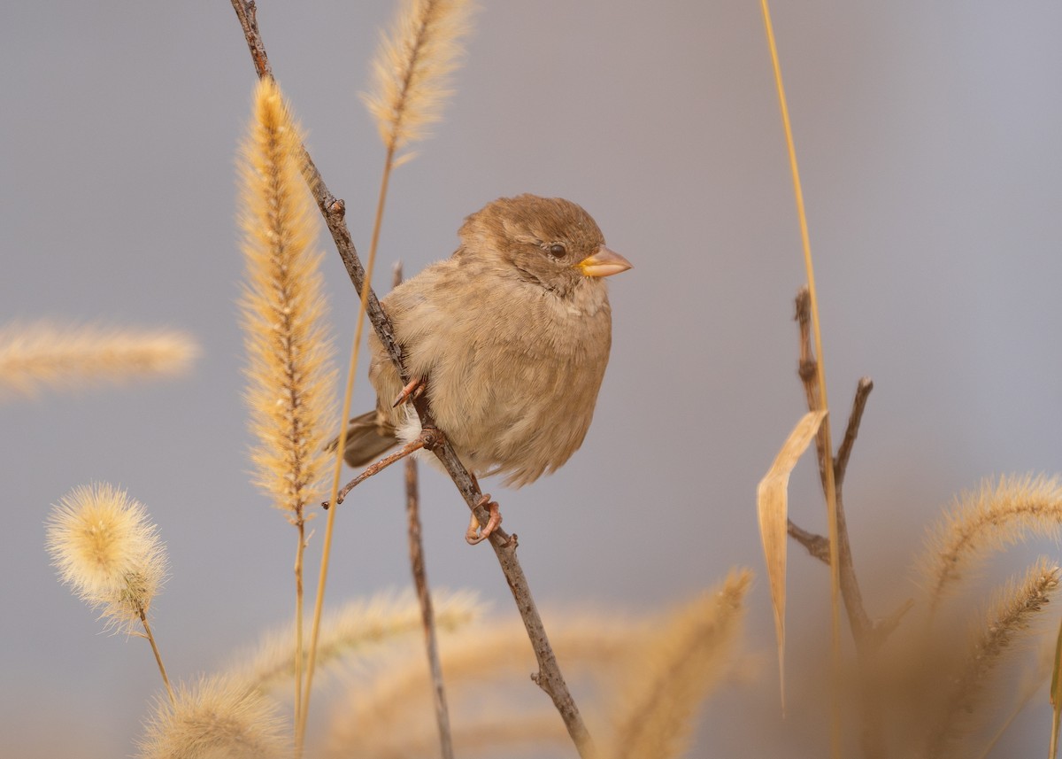 House Sparrow - ML610648876