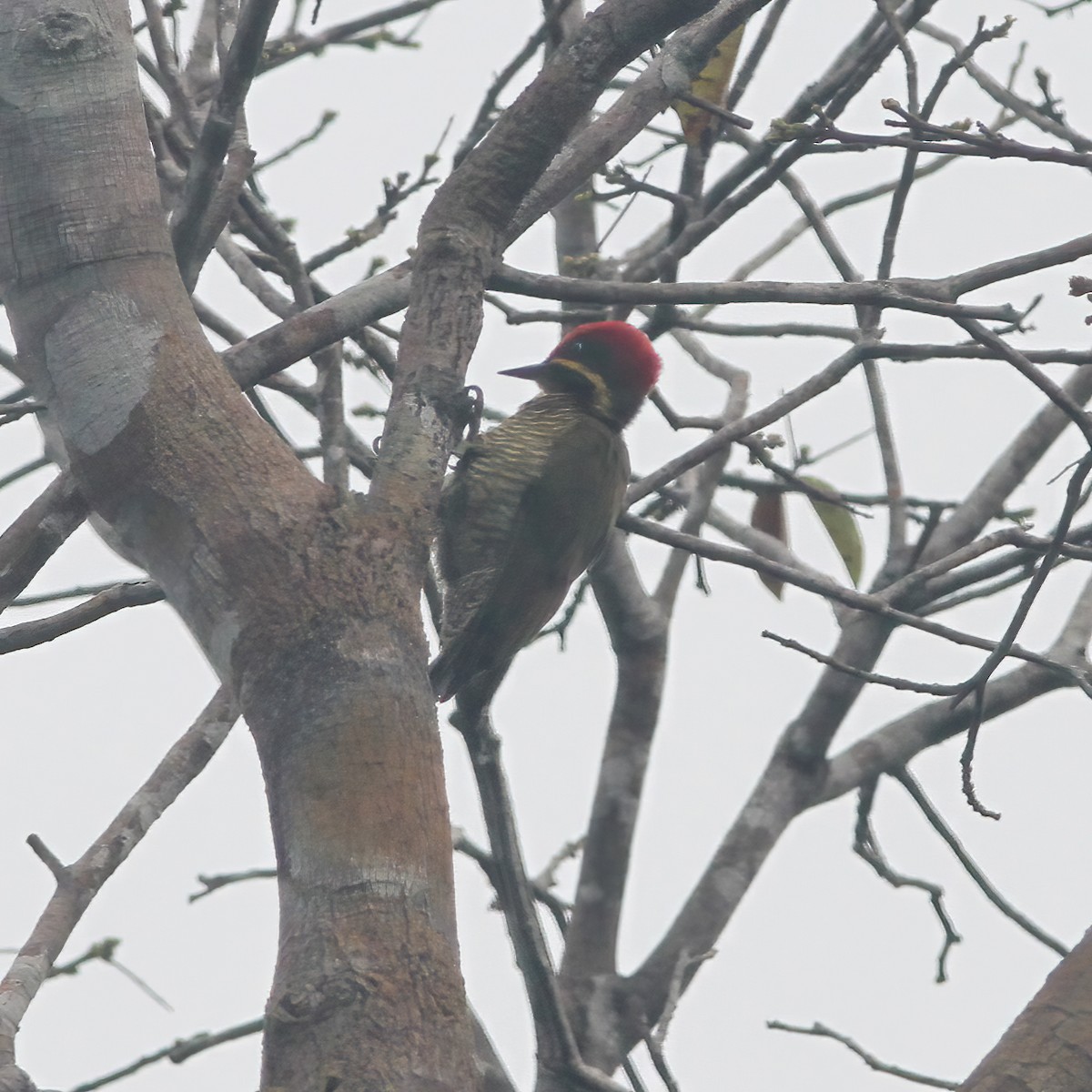 Golden-green Woodpecker - Gary Rosenberg