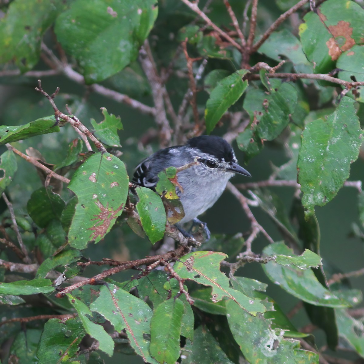 Dugand's Antwren - Gary Rosenberg