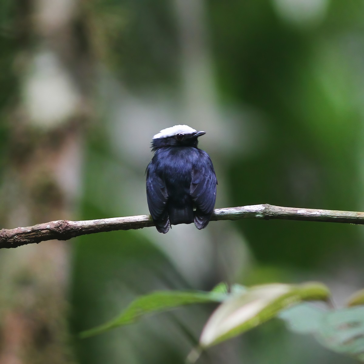 Manakin à tête blanche - ML610648968