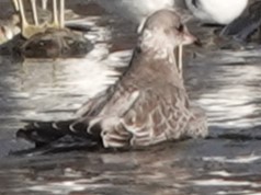 Short-billed Gull - ML610649039