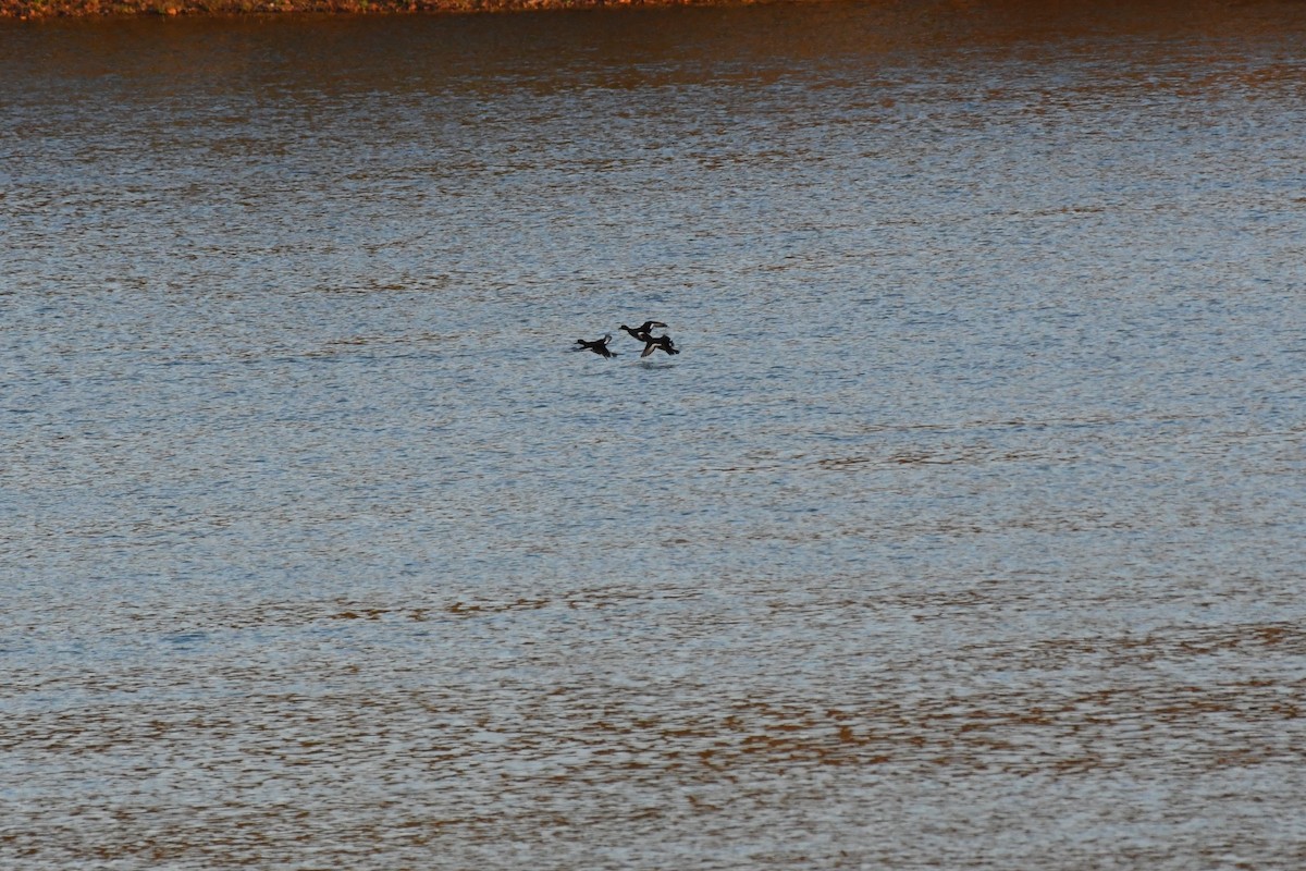 Greater Scaup - ML610649080