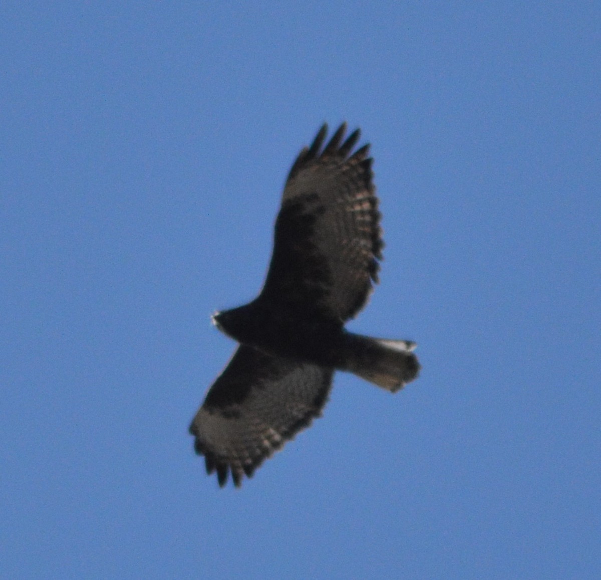Red-tailed Hawk (Harlan's) - ML610649097