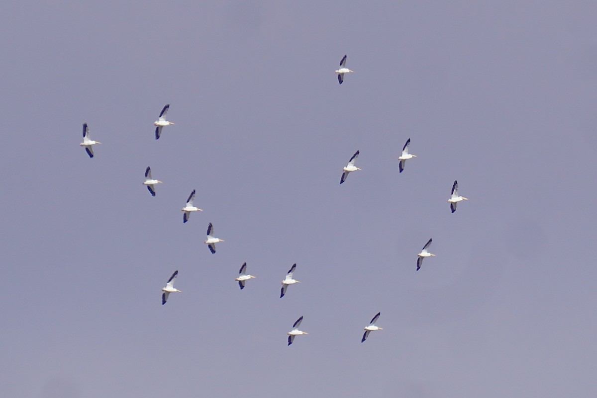 American White Pelican - Eve Lempriere