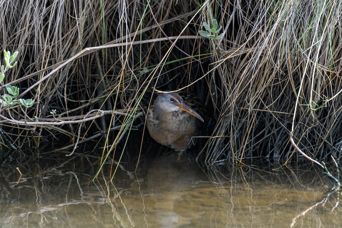 Clapper Rail - ML610649121