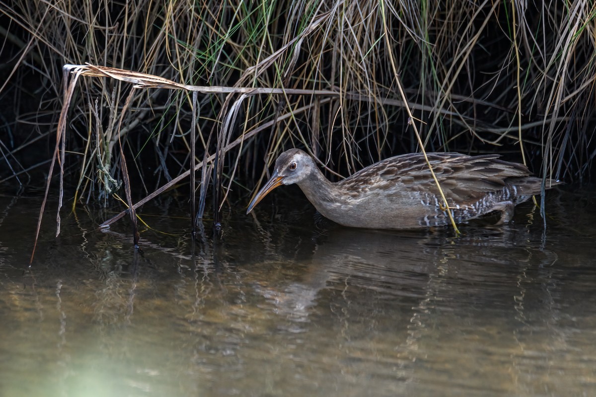 Clapper Rail - ML610649122