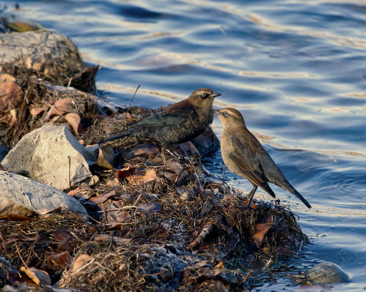 Rusty Blackbird - ML610649134