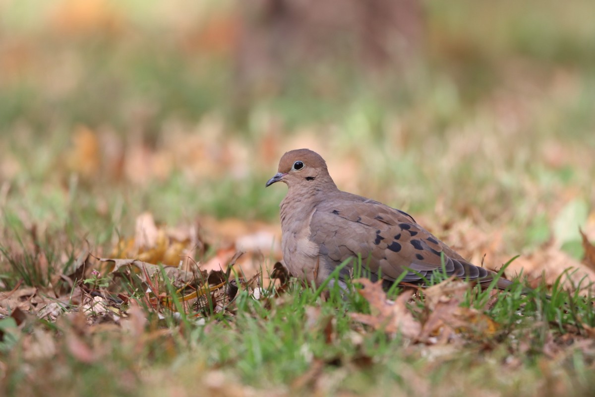 Mourning Dove - ML610649157