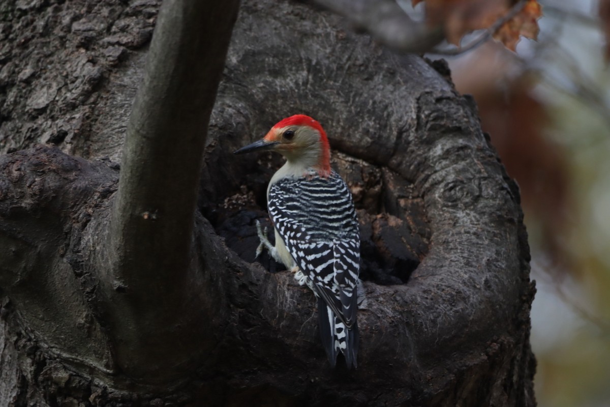 Red-bellied Woodpecker - ML610649168