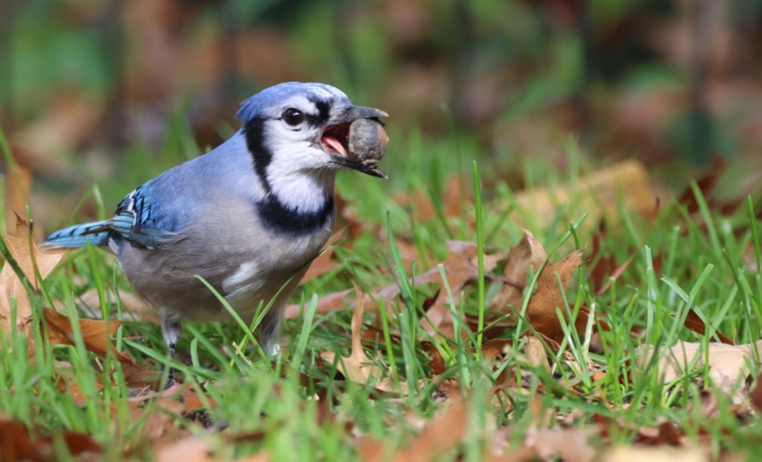 Blue Jay - ML610649173