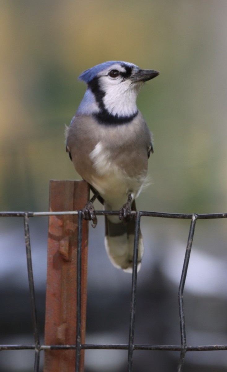 Blue Jay - Enej Vrezec