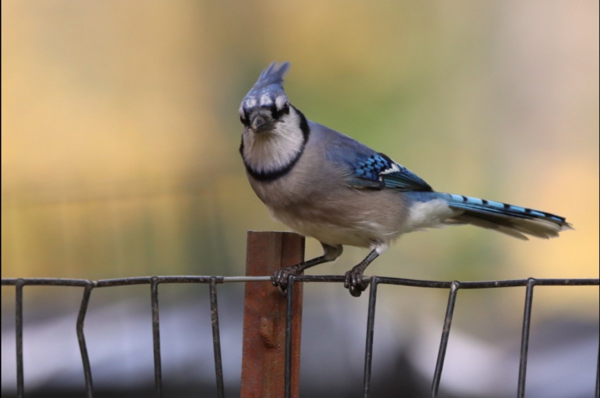 Blue Jay - ML610649175