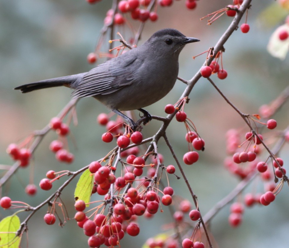 Gray Catbird - ML610649197