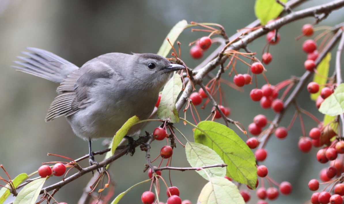 Gray Catbird - ML610649198