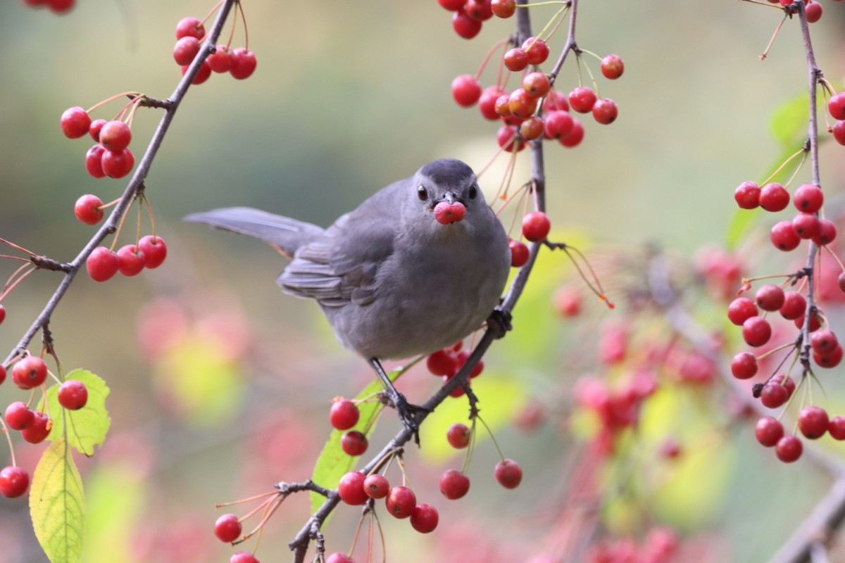 Gray Catbird - ML610649199