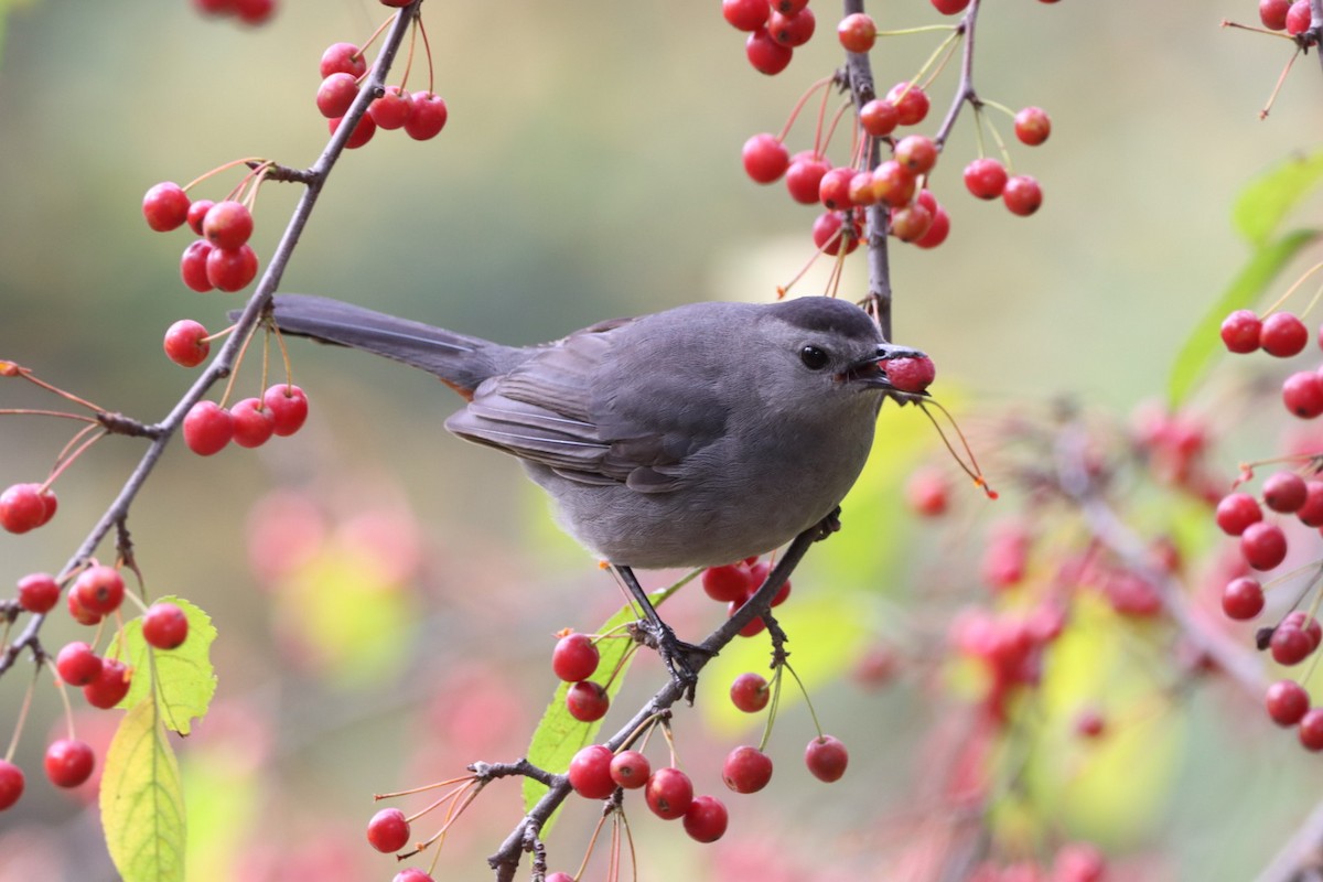 Gray Catbird - ML610649200