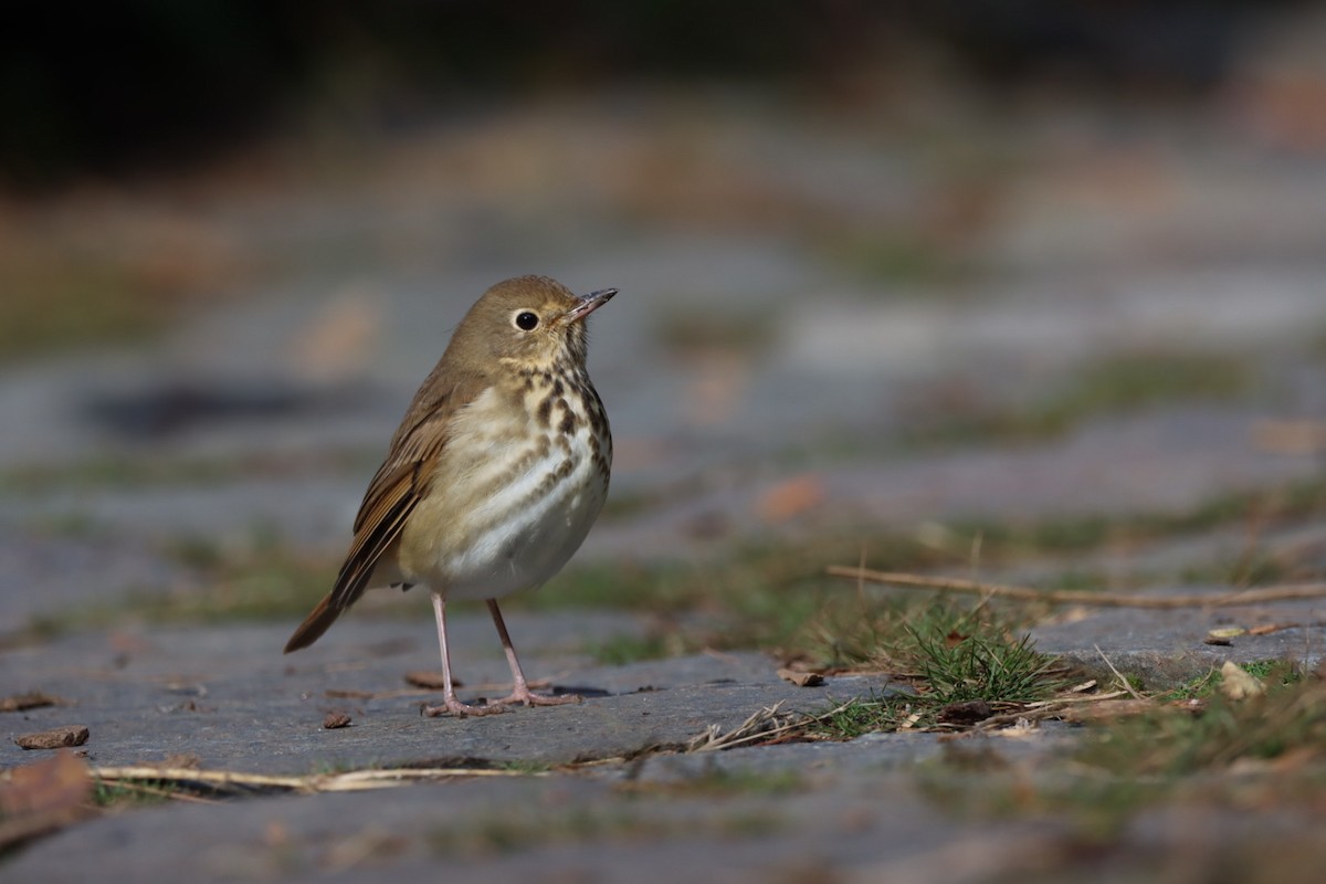 Hermit Thrush - ML610649211