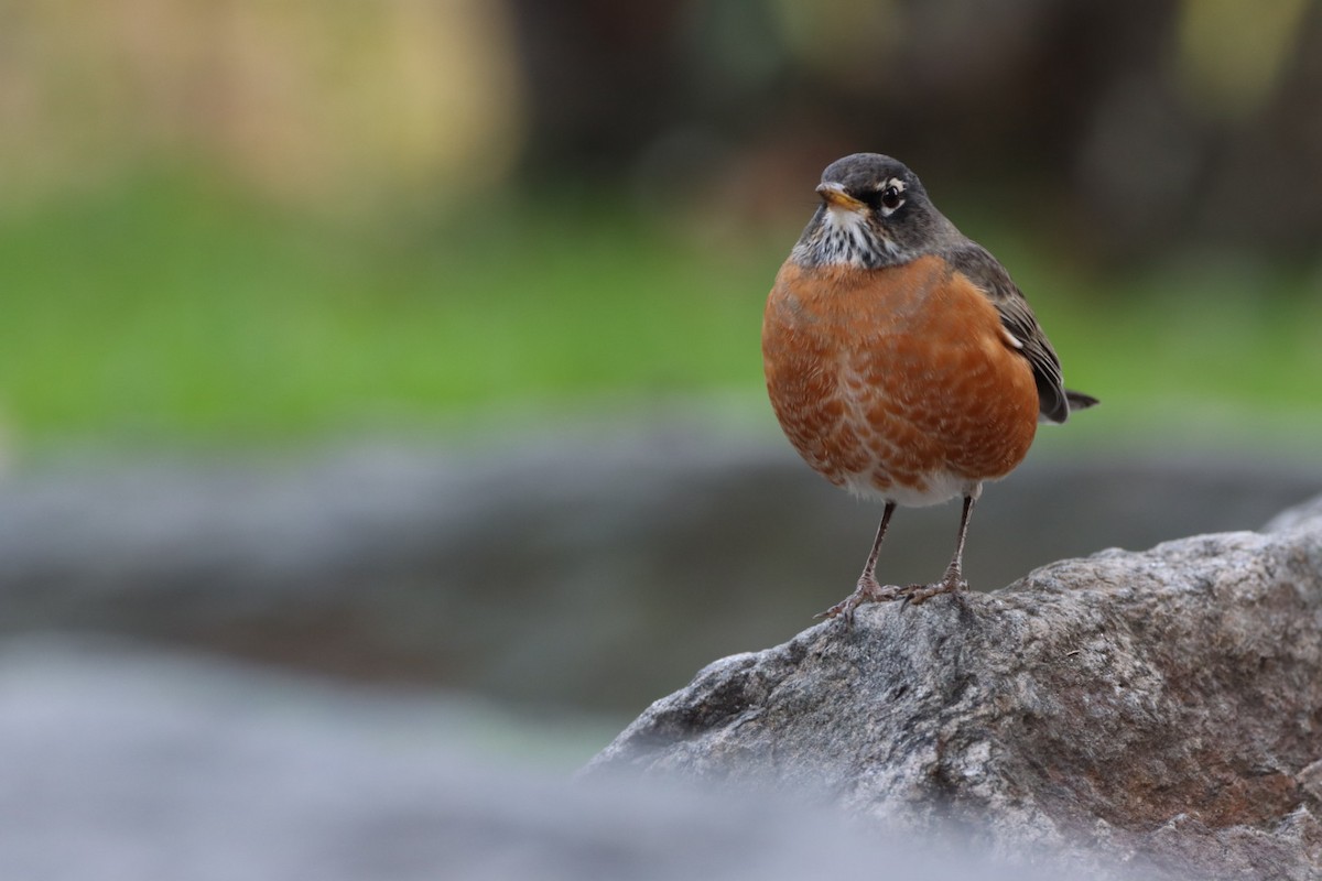 American Robin - ML610649216