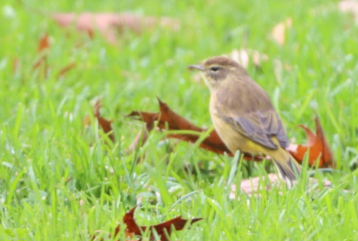 Palm Warbler - ML610649231