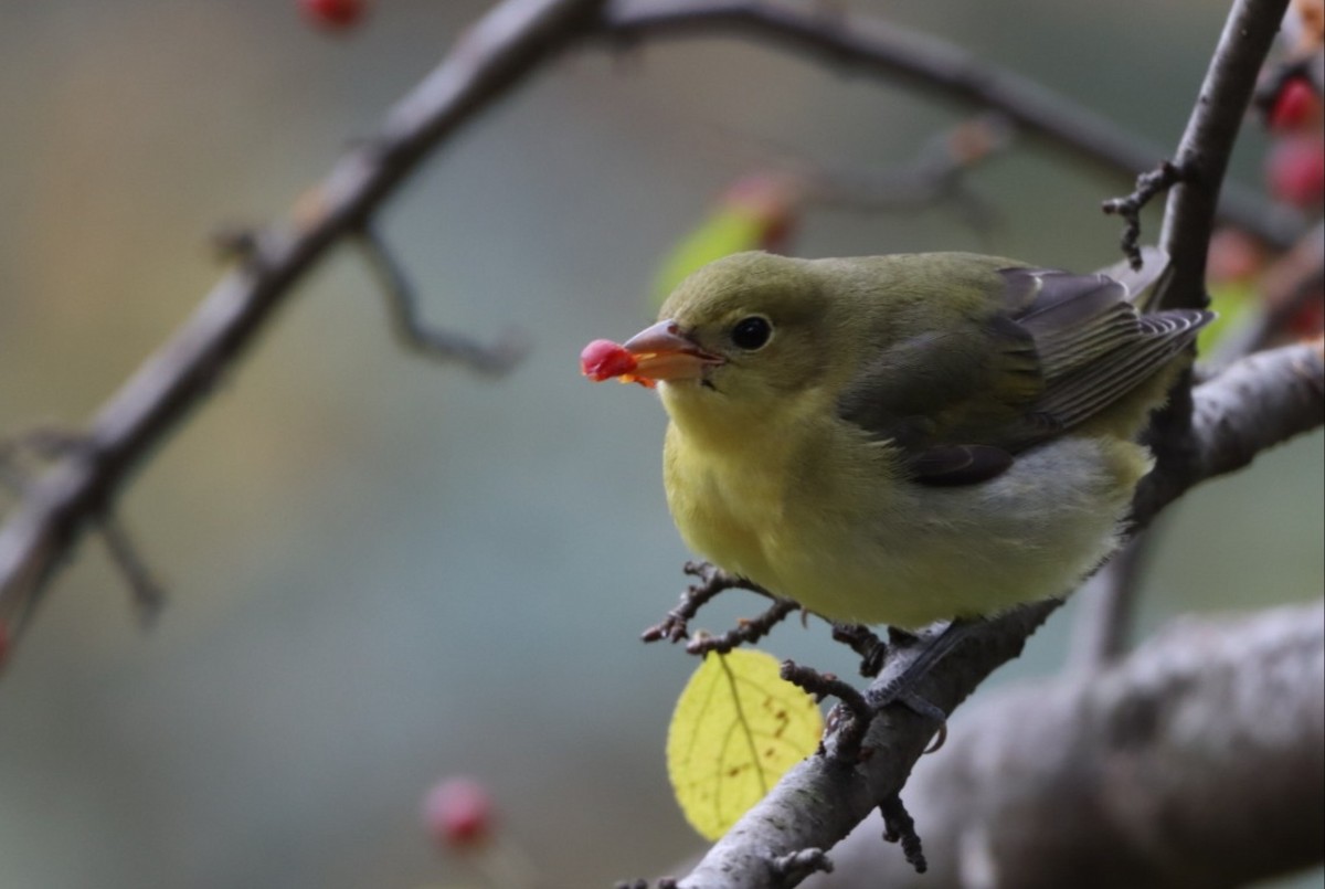 アカフウキンチョウ - ML610649235