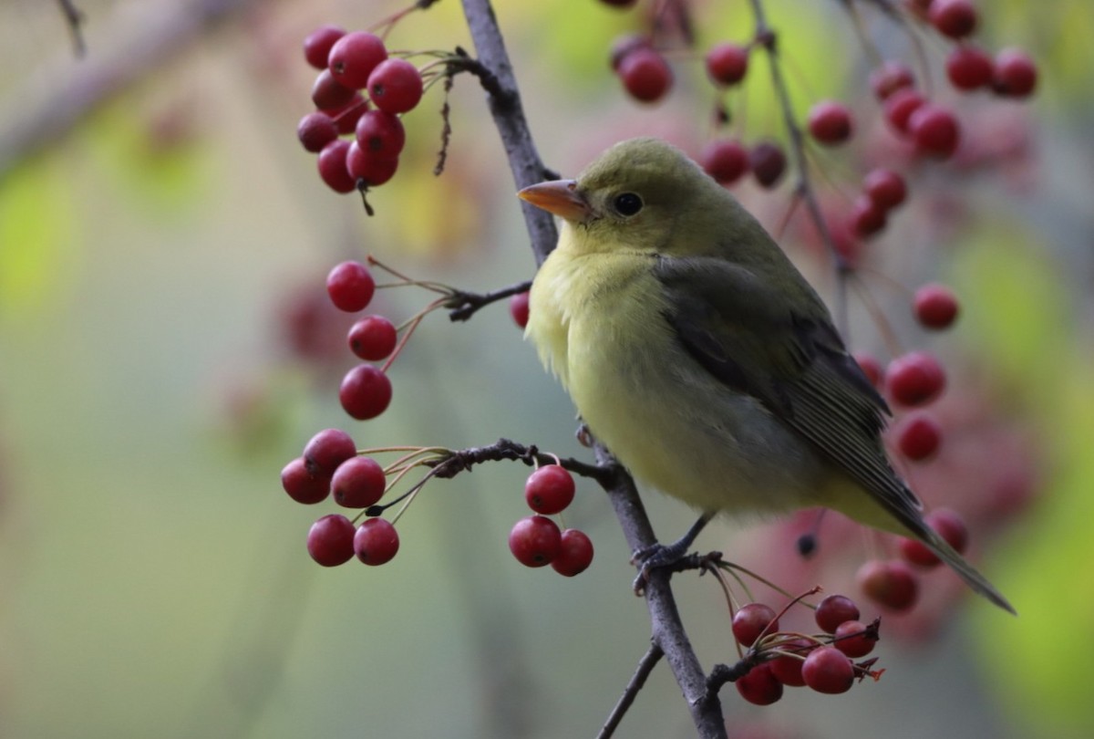 Scarlet Tanager - ML610649236