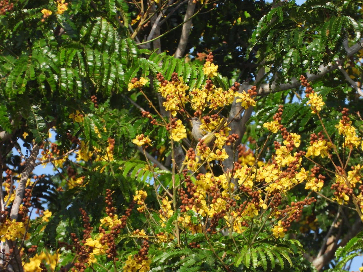 Brown Honeyeater - ML610649243