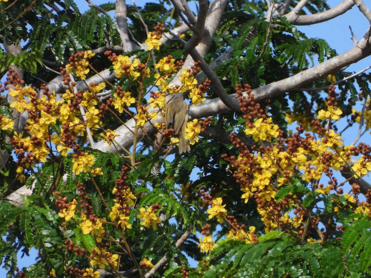 Brown Honeyeater - Marcie  Jacklin