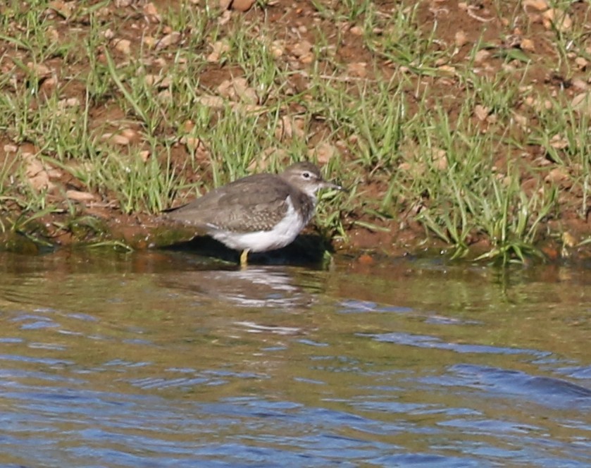 Spotted Sandpiper - ML610649291