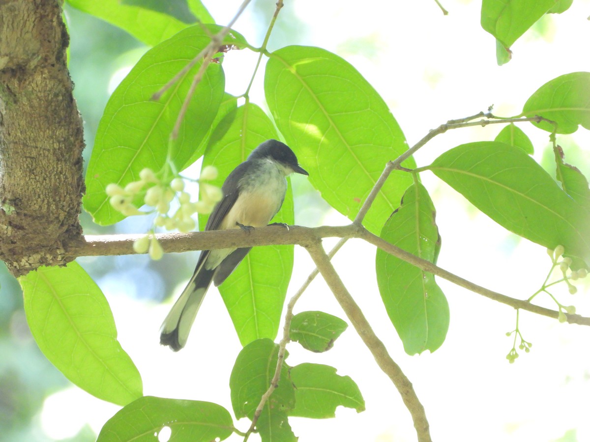 Northern Fantail (Timor) - Marcie  Jacklin