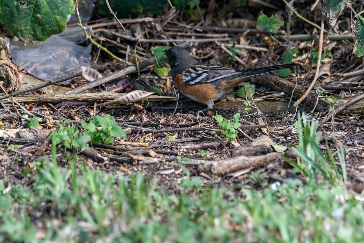 Spotted Towhee - ML610649302