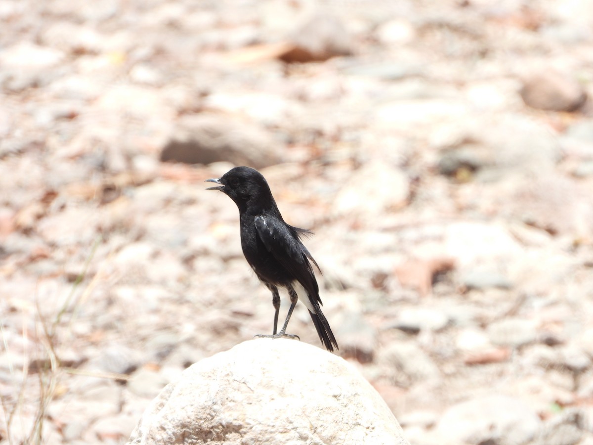 Pied Bushchat - Marcie  Jacklin