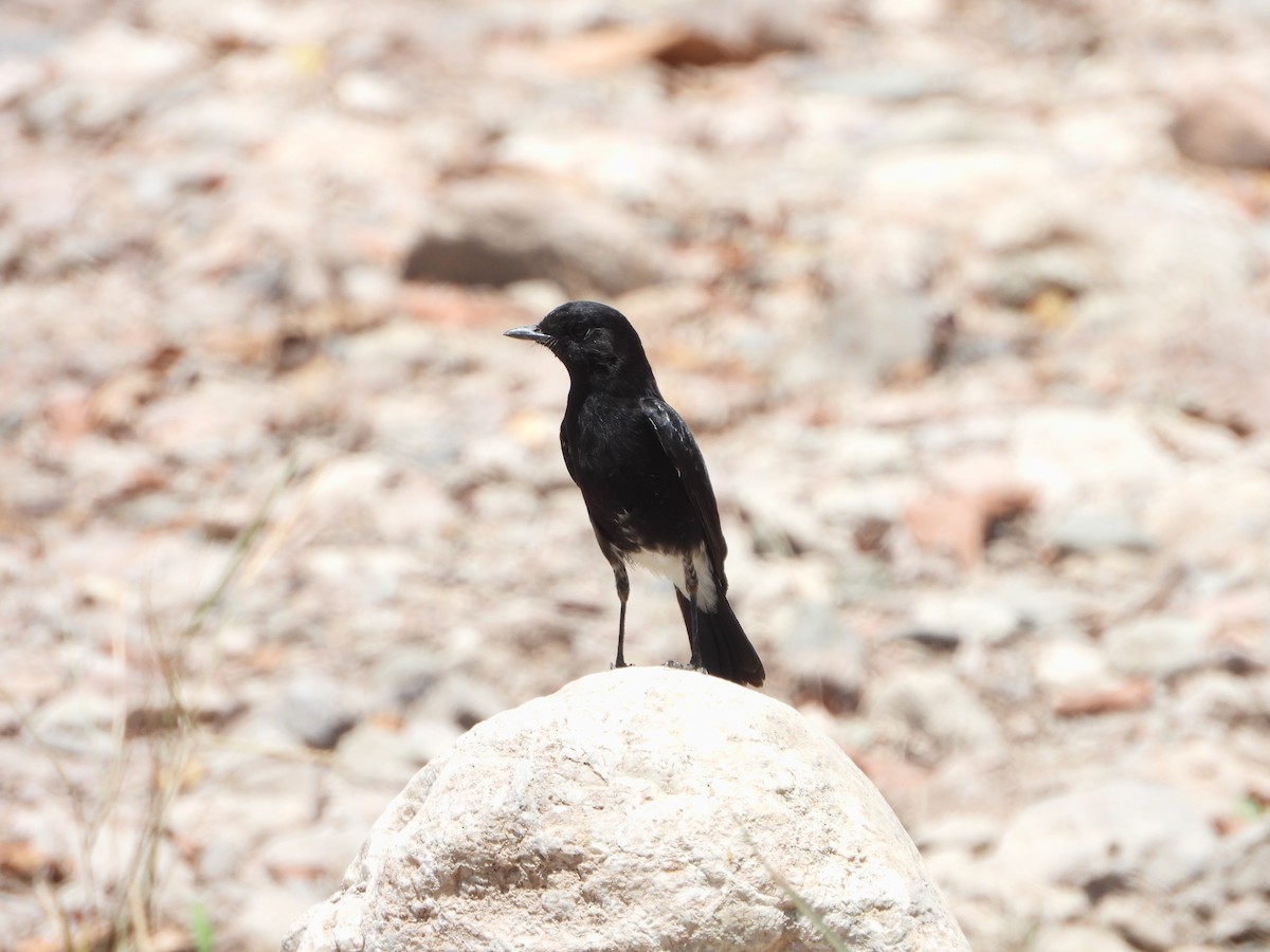 Pied Bushchat - Marcie  Jacklin