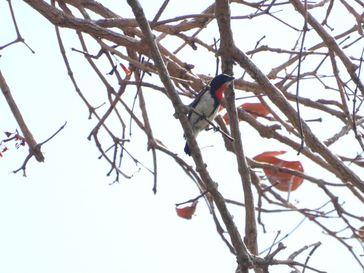 Red-chested Flowerpecker - Marcie  Jacklin