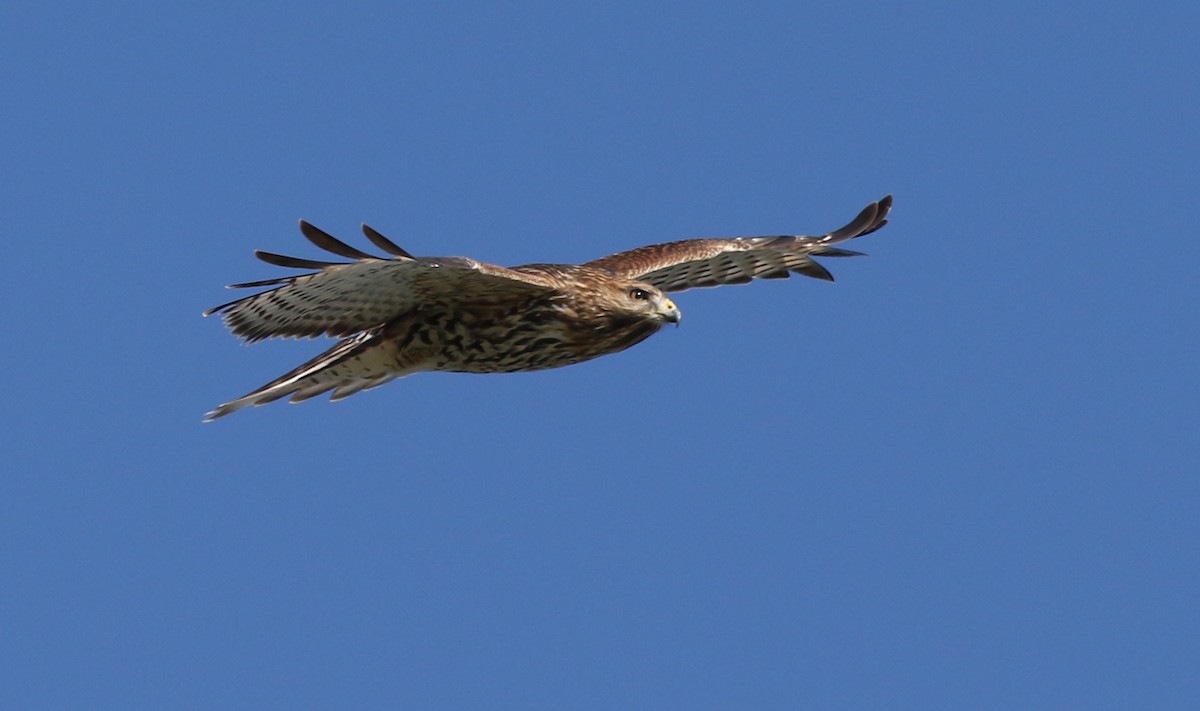 Red-shouldered Hawk - ML610649335