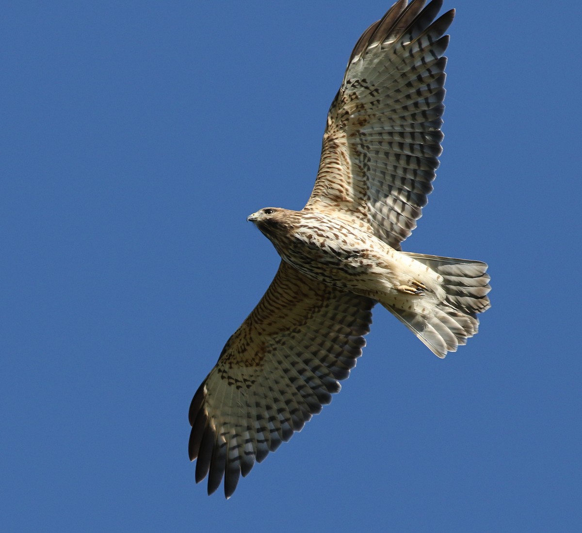 Red-shouldered Hawk - Lorraine Lanning