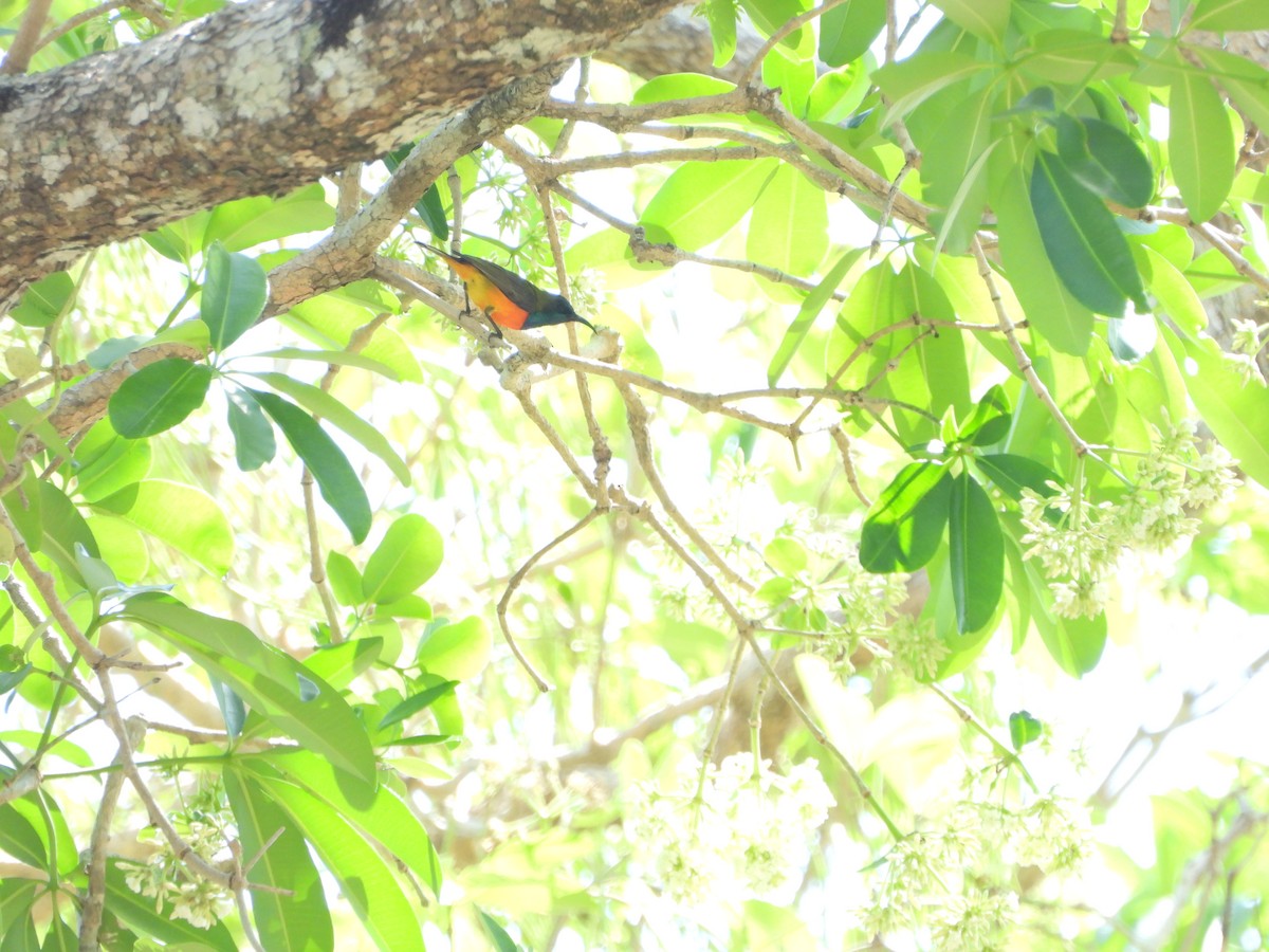 Flame-breasted Sunbird - ML610649345