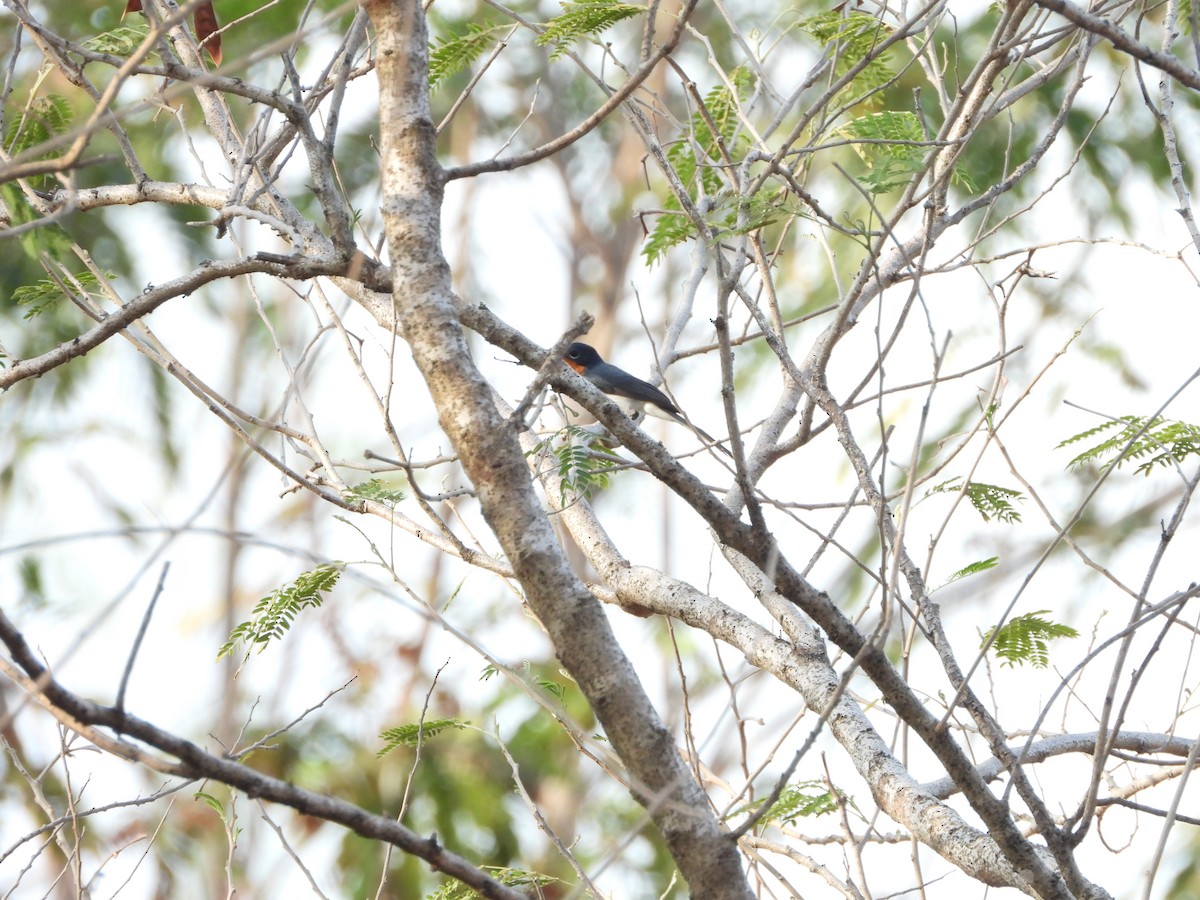 Timor Blue Flycatcher - ML610649361