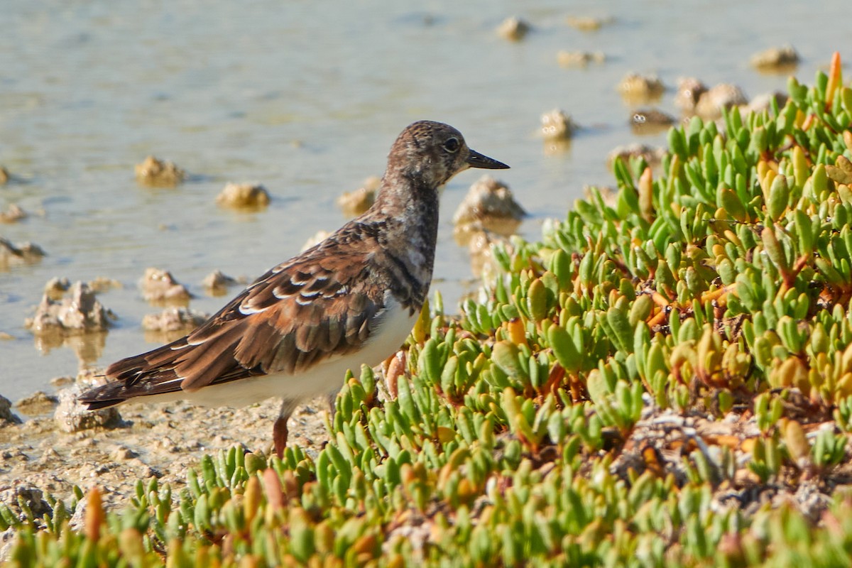 Ruddy Turnstone - ML610649402