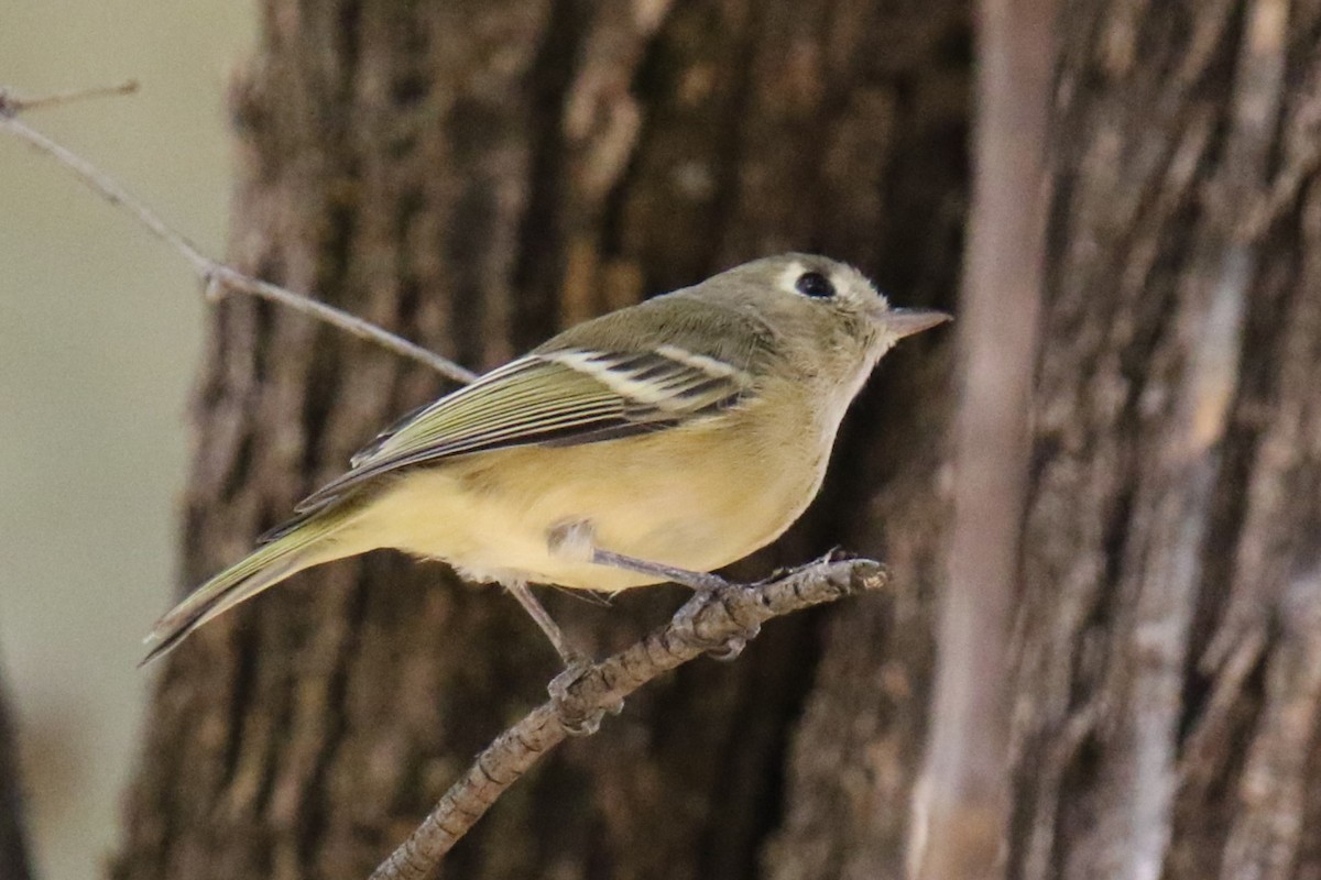 Ruby-crowned Kinglet - ML610649438